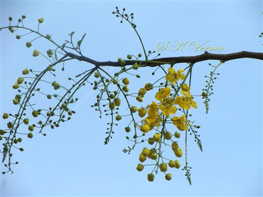  Inflorescences
